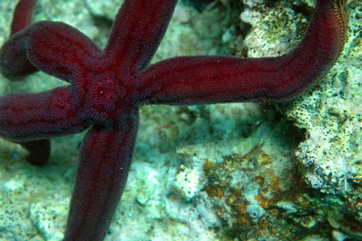 Varietà di colore in Ophidiaster ophidianus